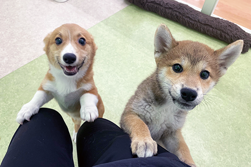 越谷の「ペットショップOneBuddy」
