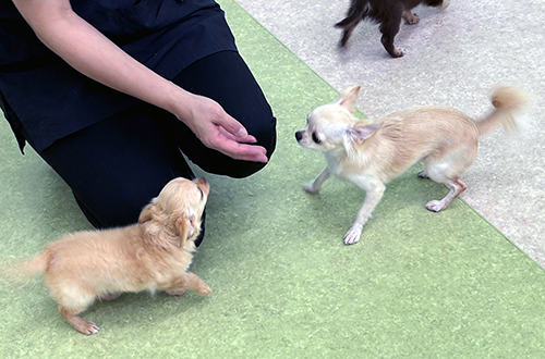 越谷の「ペットショップOneBuddy」